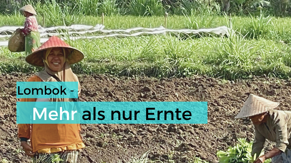Drei Personen mit traditionellen Strohhüten arbeiten auf einem Feld in Jineng auf der indonesischen Insel Lombok. Eine Frau lächelt in die Kamera.