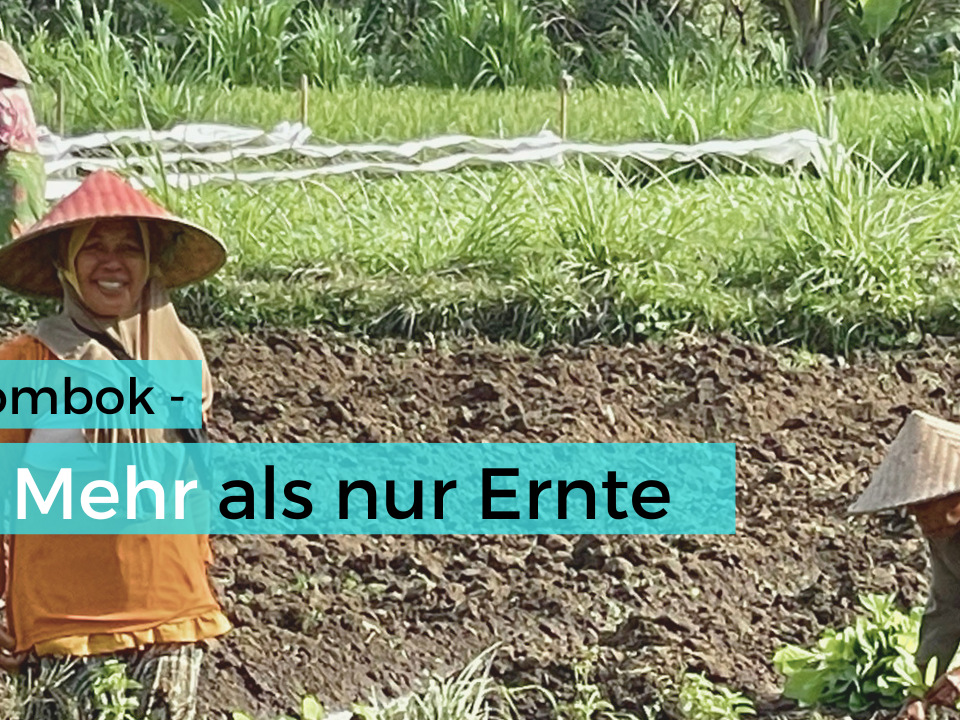 Drei Personen mit traditionellen Strohhüten arbeiten auf einem Feld in Jineng auf der indonesischen Insel Lombok. Eine Frau lächelt in die Kamera.