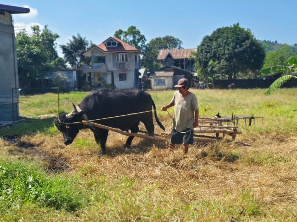 Ein Wasserbüffel zieht einen Pflug über ein trockenes Feld. Ein Kleinbauer führt ihn am Zügel.