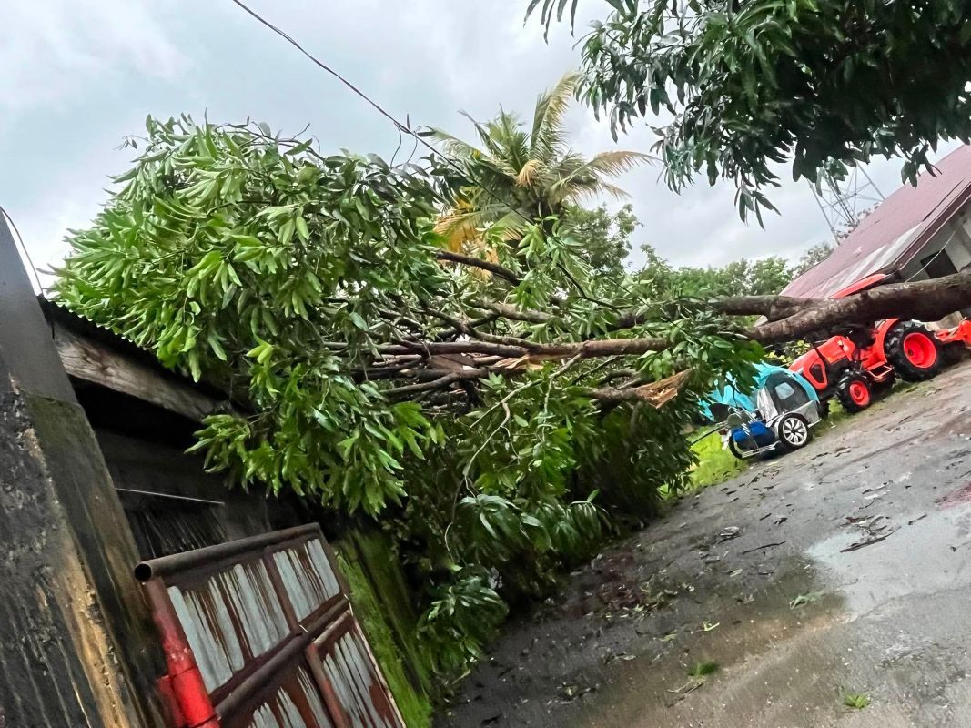 Vom Monsun entwurzelter Baum liegt auf dem Dach eines Hauses in Sacatihan auf den Philippinen, im Hintergrund steht ein roter Traktor